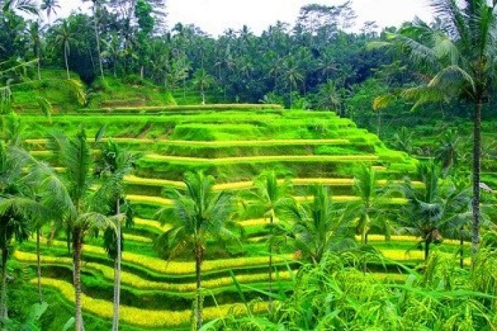 Balinese Culture & Rice Terraces