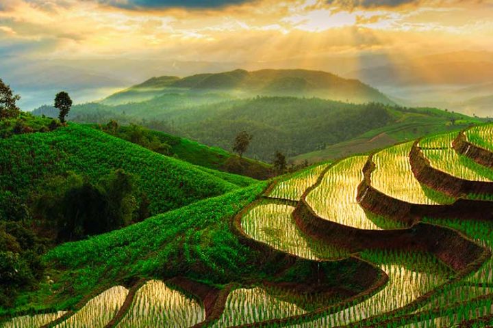 Authentic Golden Triangle