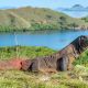 Sailing Around Komodo National Park